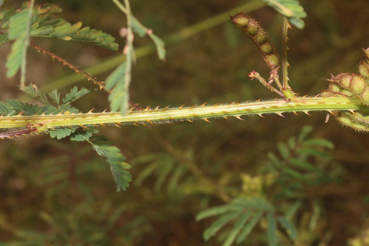 Mimosa diplotricha C.Wright